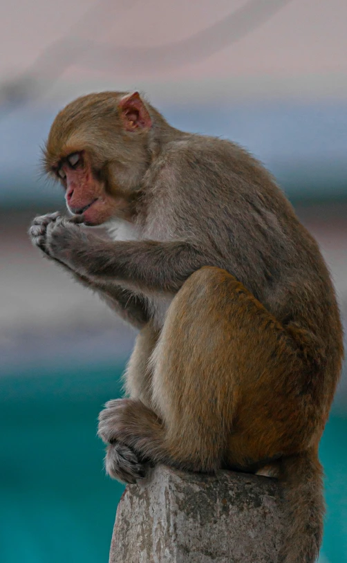 a monkey sitting on top of a wooden stump