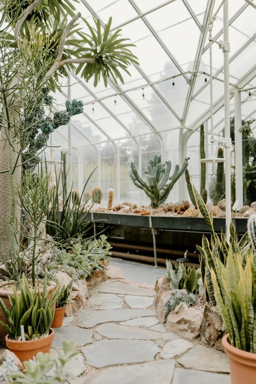 cactuses are being cultivated inside a small greenhouse