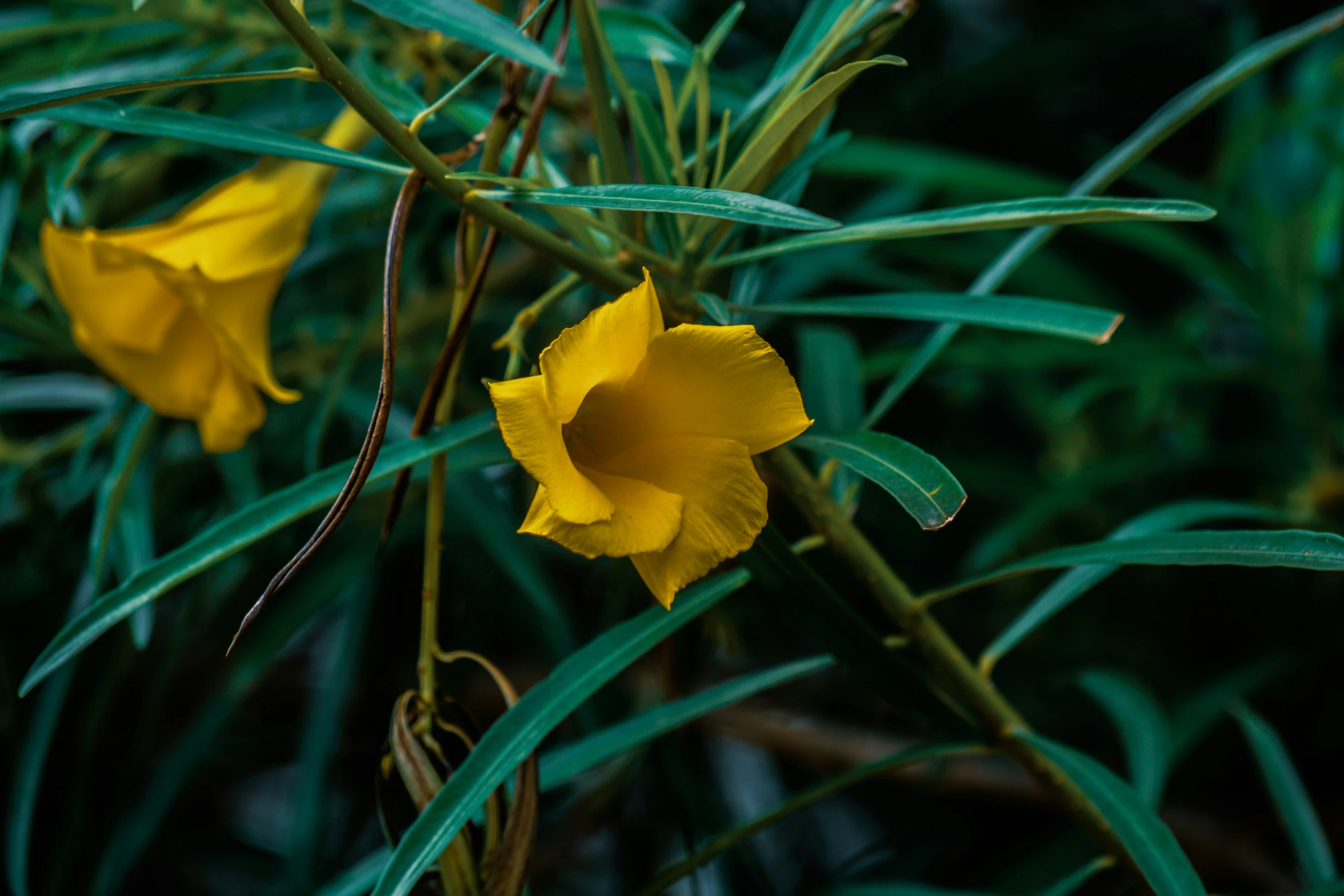 some yellow flowers are blooming next to each other