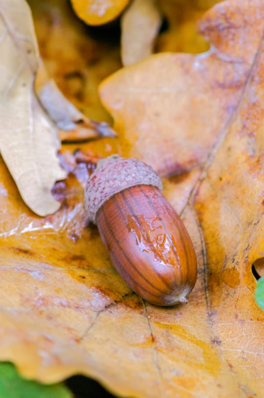 an acorn on a colorful leaf looks like it's hatched in