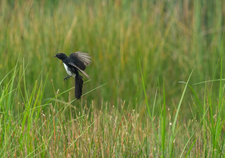 a black bird flying with its wings extended