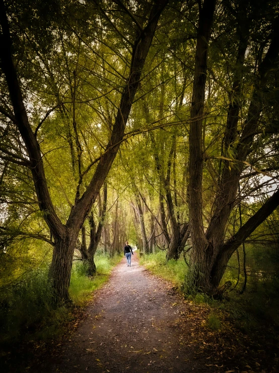 a person walking down a dirt road in the middle of a forest