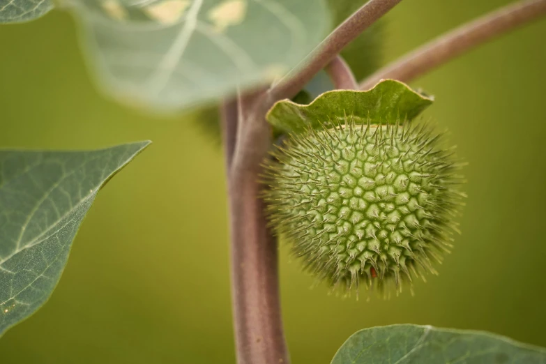 a plant with green leaves on it's nches