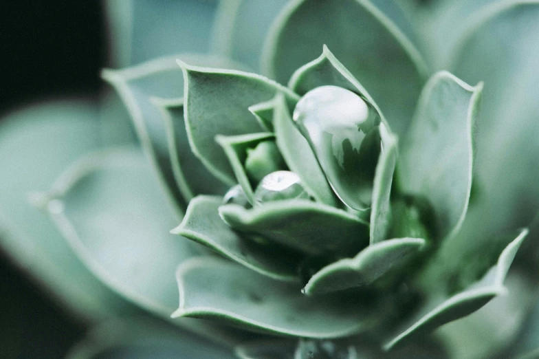 the green flowers are very close up on this plant