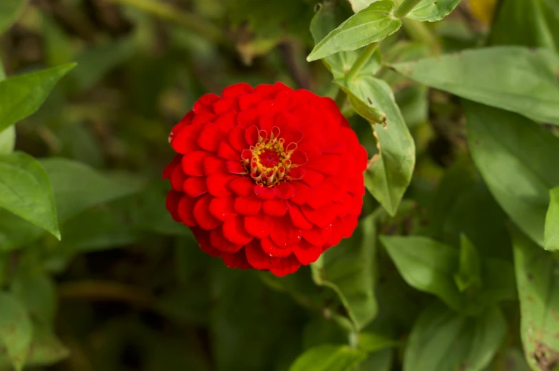 a single red flower is in a garden