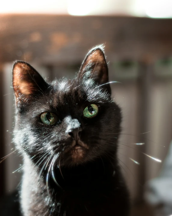 a black cat looking straight ahead while standing next to a chair