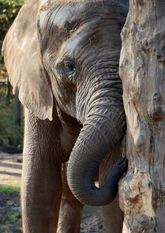 an elephant stands next to a tree trunk