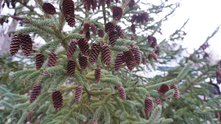 a very small tree filled with lots of tiny cones