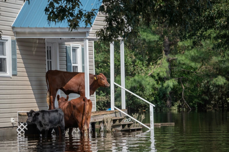 two cows are standing in the water outside of a house