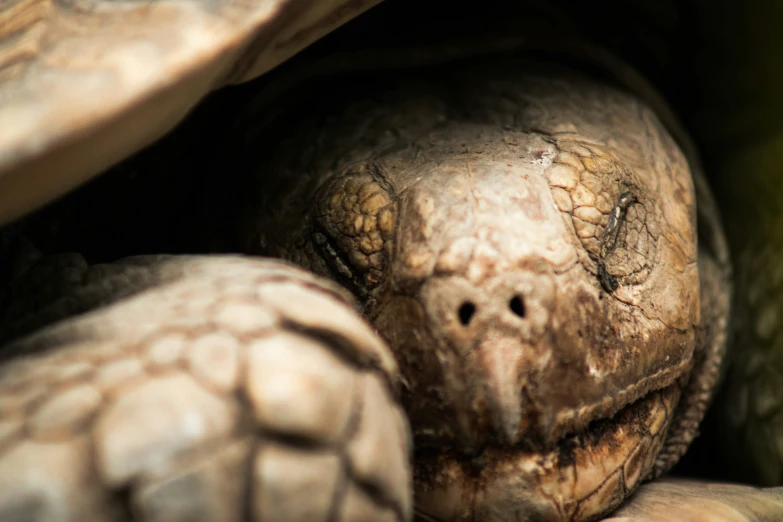 closeup of the face and face of a turtle