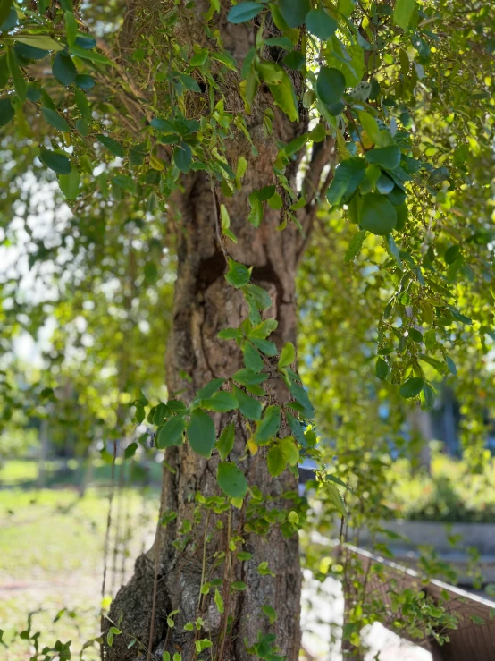 a tree has many vines growing on it