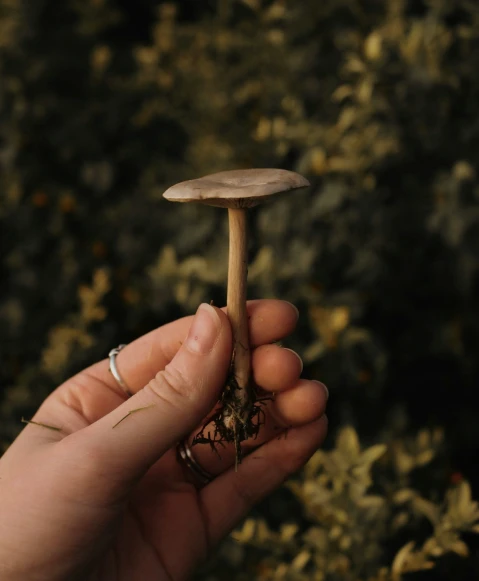 a small piece of wood is in a hand