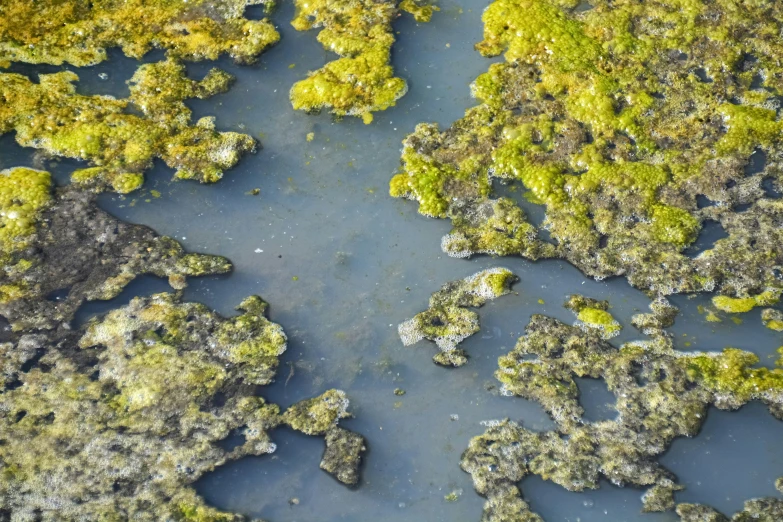 some moss that is growing on the side of a road