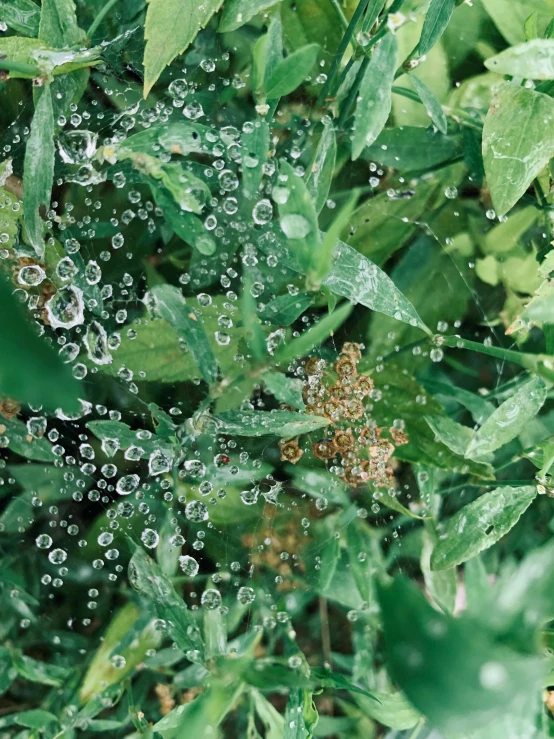 a green plant with water droplets and brown flower