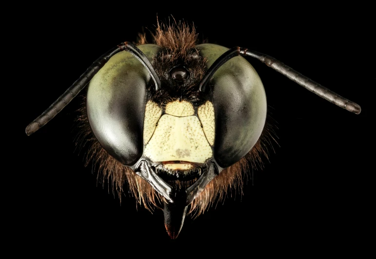 a close - up of the side of a fly insect