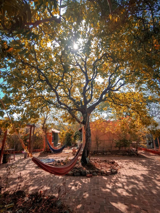 a tree with the sunlight shining on it