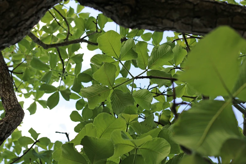 a leafy tree nch in front of a cloudy blue sky