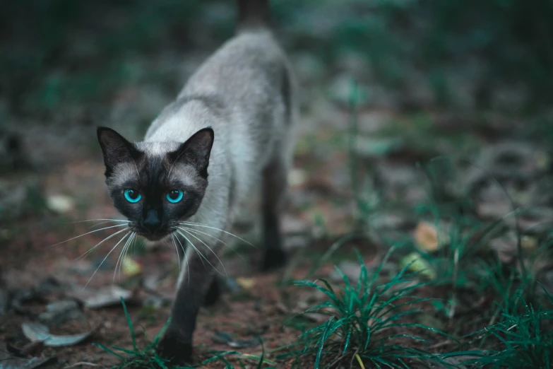 black and white cat with blue eyes on the ground