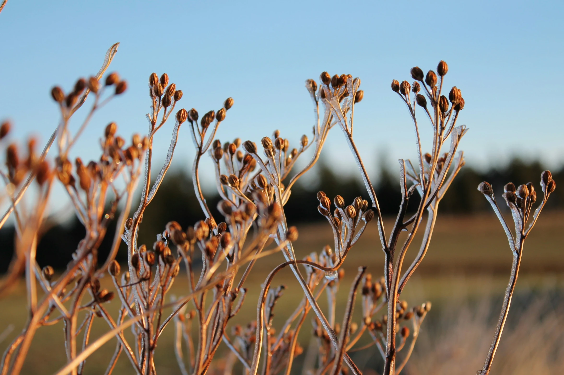 several dead plants in a field, some with long thin stems