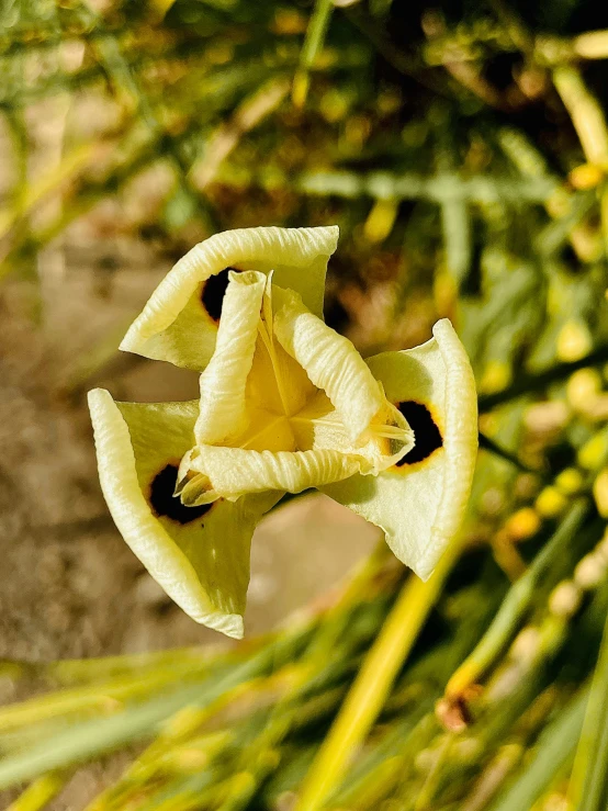 the white flower is in a tree by itself