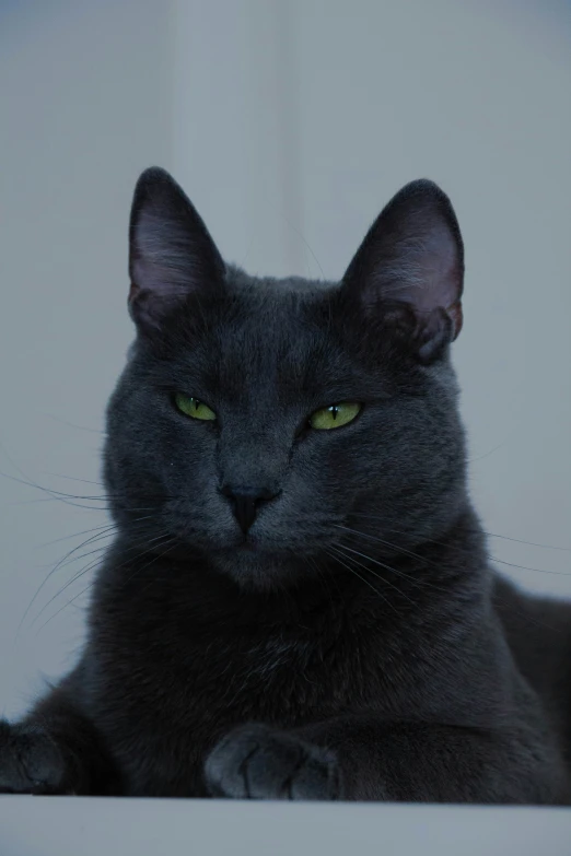 a cat looking into the camera in dark light