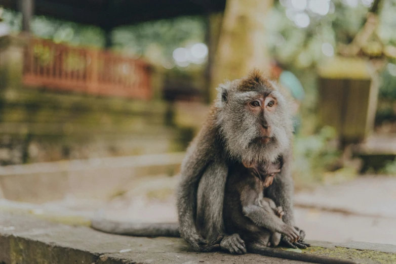 a monkey sits on a concrete ledge next to a tree