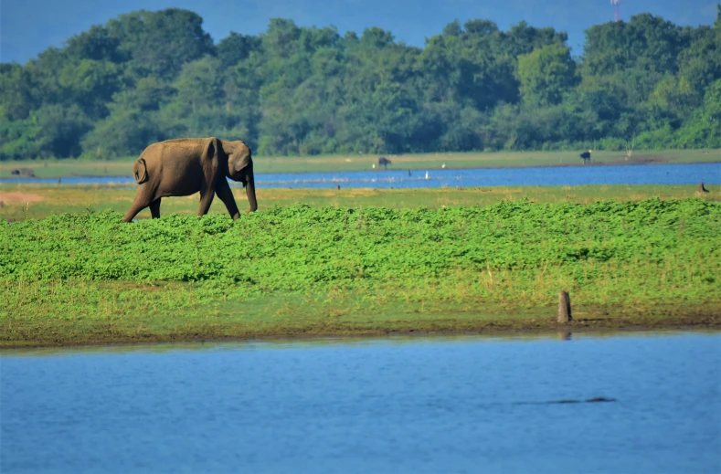 a lone elephant standing on a grassy field