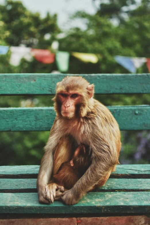 a long - necked monkey is sitting on a wooden bench