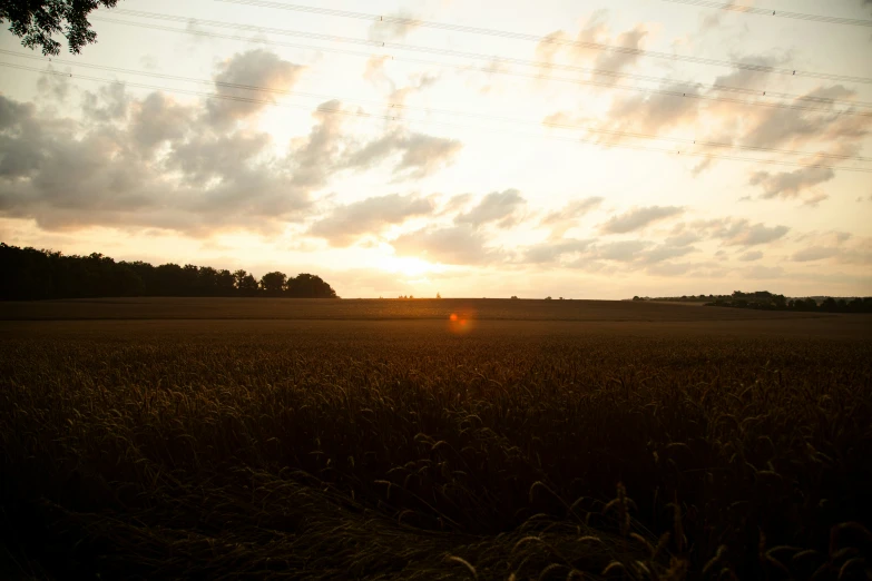 the sun setting over a field of wheat