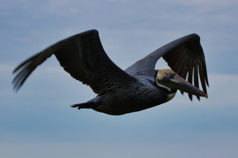 a pelican soaring through the sky with it's wings spread wide