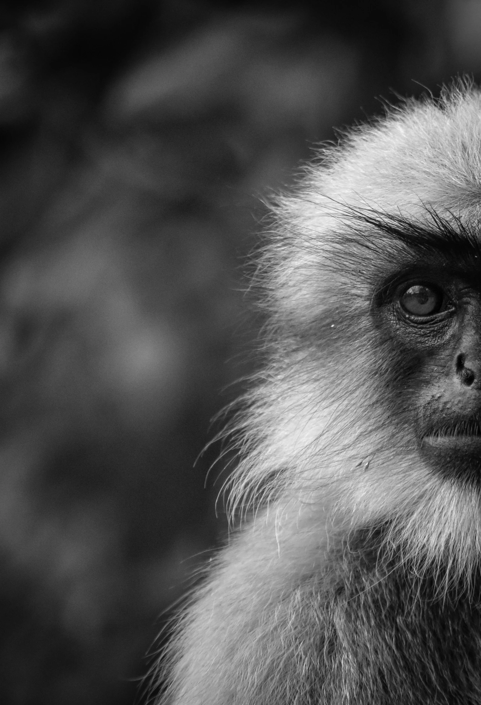 a black and white po of a monkey staring at soing