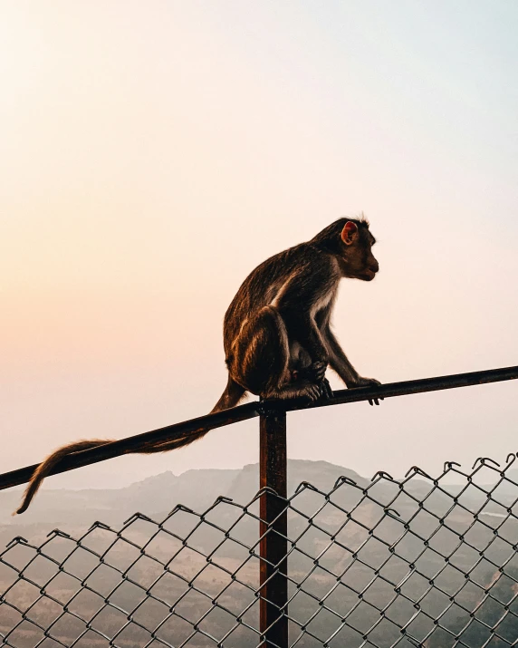 a monkey sitting on a barbwire fence, at dusk