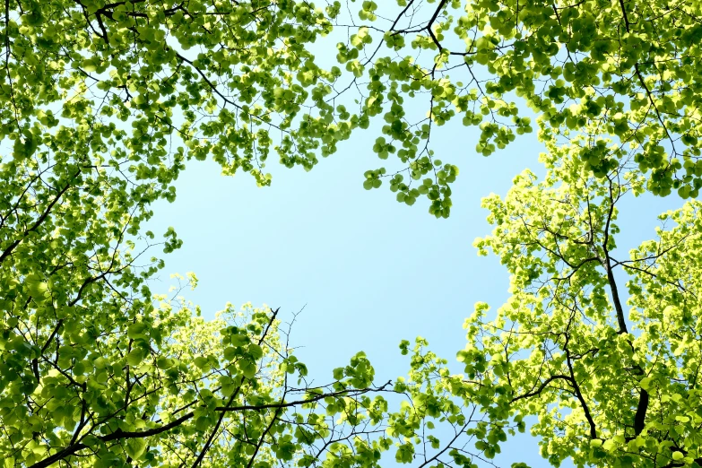 the sky is shining above some leaves in a forest