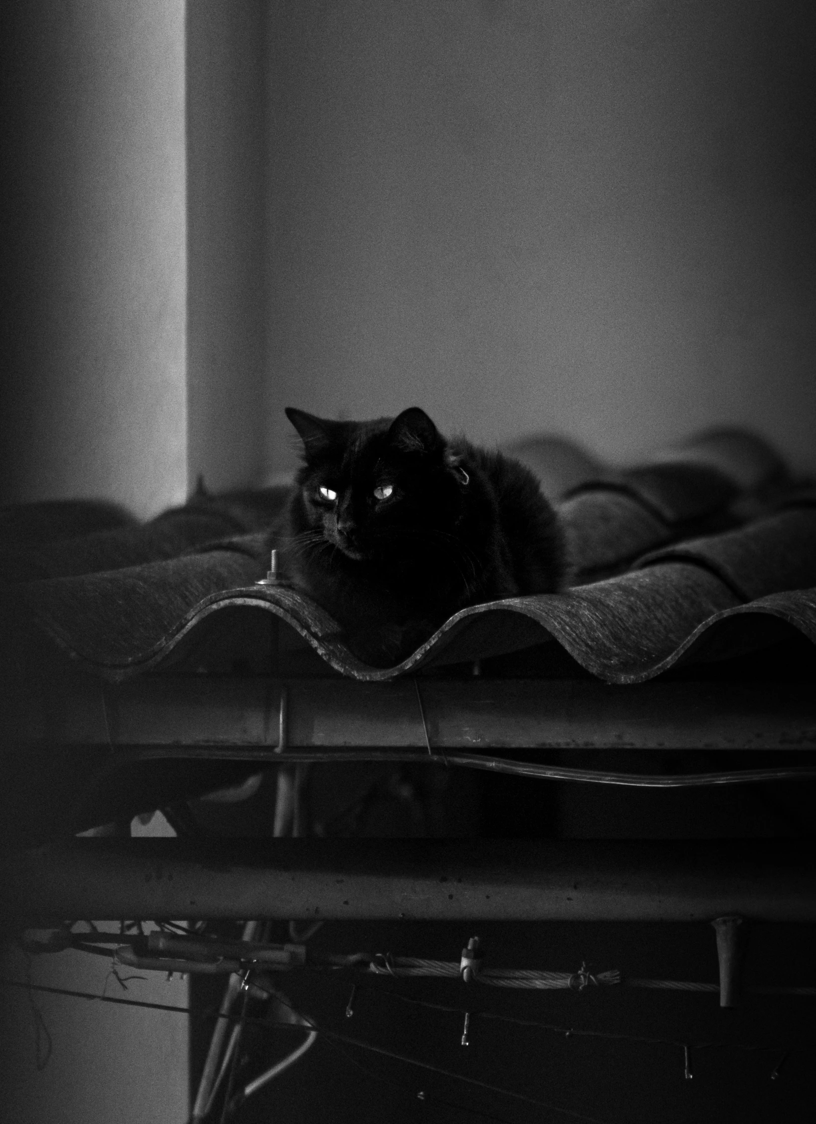 a black cat on a bed staring straight ahead