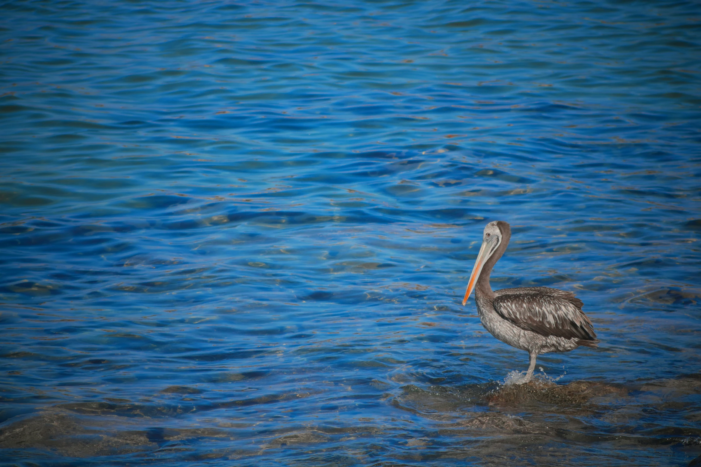 a pelican is wading in the blue water