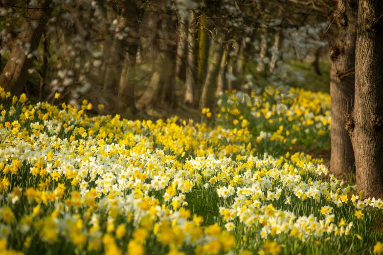 the woods are filled with yellow and white flowers