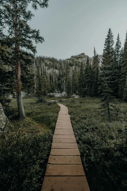 a boardwalk over grass and water with trees on the side