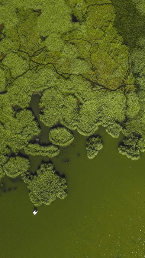 aerial s of water surrounded by plants and trees