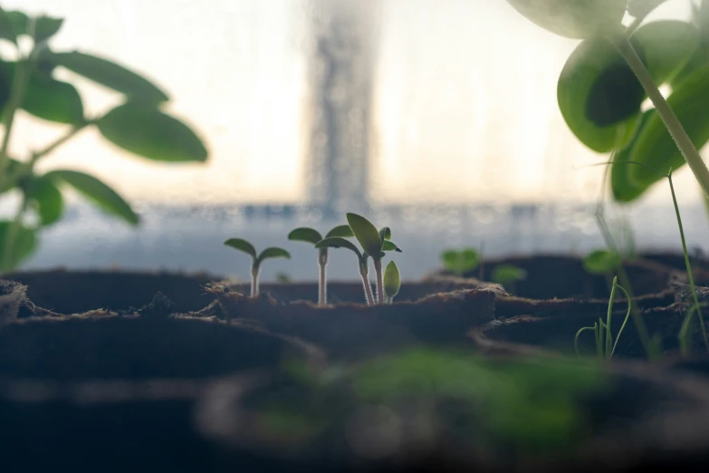 several small plants that are in the dirt