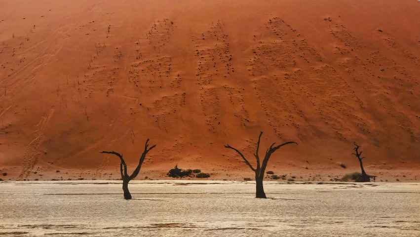 three trees in the sand near a mountain