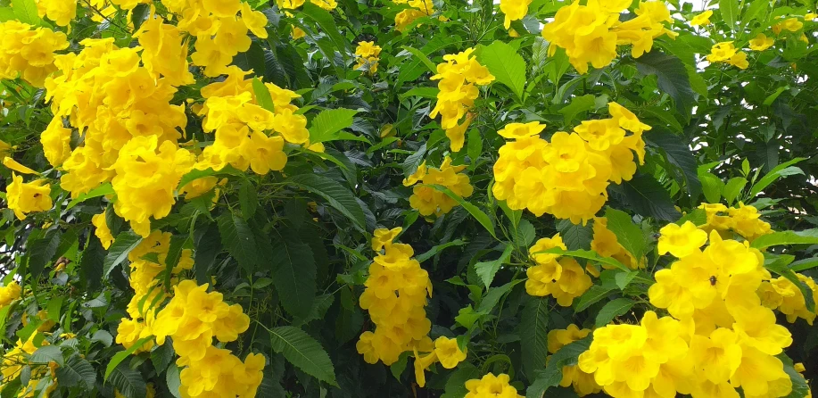 a very bright yellow tree surrounded by leaves