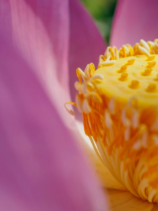 closeup view of a purple and yellow flower