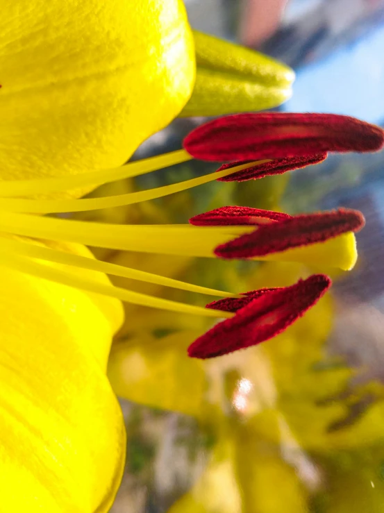 the back of a flower with red stamen in it
