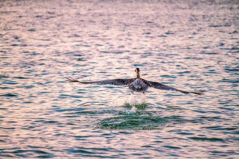 a bird with its wings spread is flying over the water