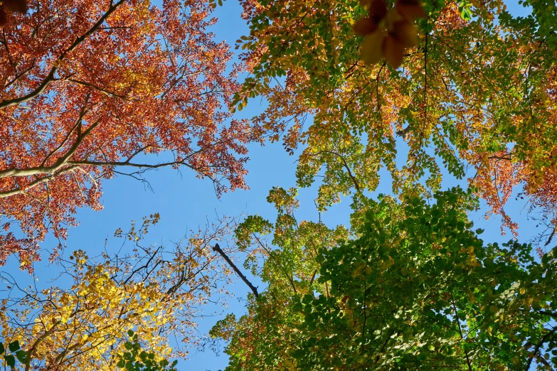 a couple of trees are in front of some sky