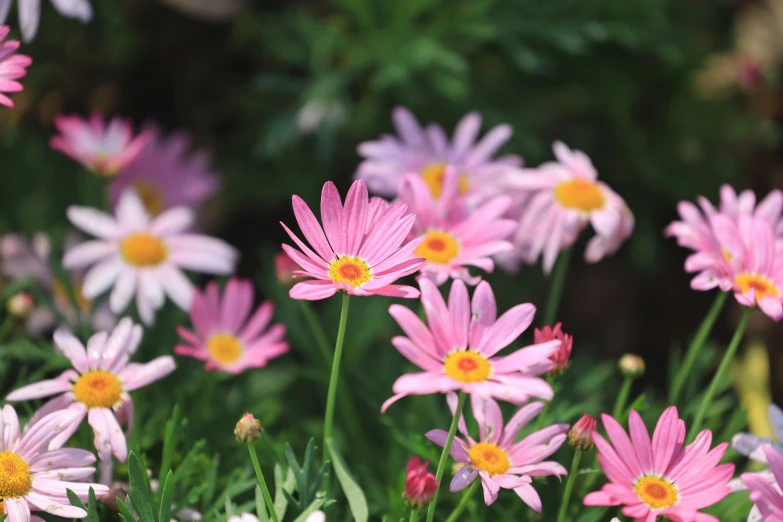 some pink flowers are standing up and in the woods