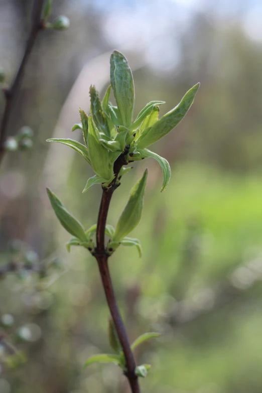 buds on the stems of an apple tree