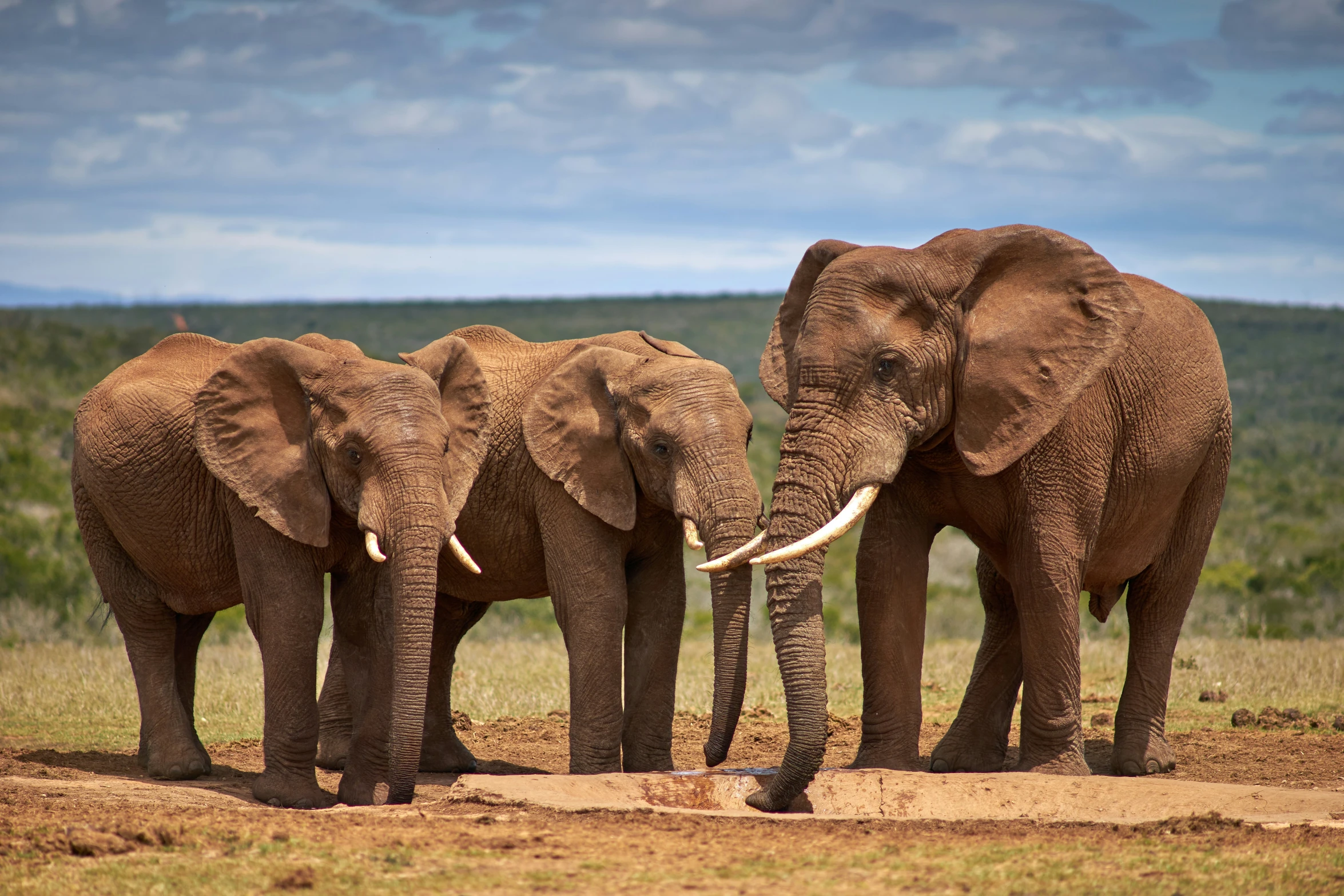 a couple of elephants are walking near each other