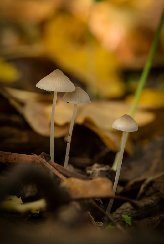 a group of white mushrooms on the ground