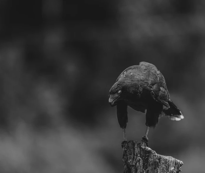 a bird sitting on a pole in the middle of the day